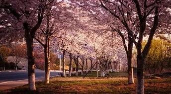 樱花校园最新大爆料,独家爆料带你探秘校园风云 第1张 樱花校园最新大爆料,独家爆料带你探秘校园风云 第1张